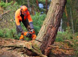 Trusted Waller, TX Tree Services Experts